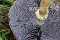 Stropharia rugosoannulata