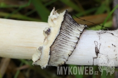 Stropharia rugosoannulata