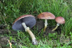Stropharia rugosoannulata