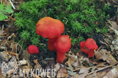 Hygrocybe miniata