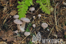 Lactarius glyciosmus