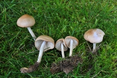 Marasmius oreades