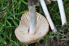 Marasmius oreades