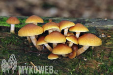 Gymnopilus penetrans