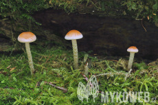 Hypholoma marginatum