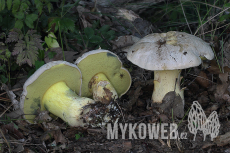 Boletus radicans