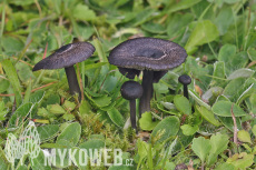 Entoloma serrulatum