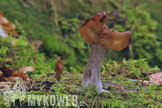 Gyromitra infula