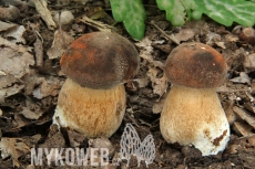 Boletus aereus