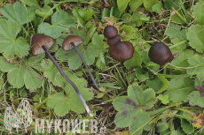 Entoloma asprellum