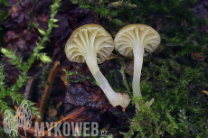 Omphalina grossula