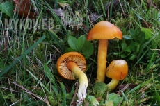 Hygrocybe aurantiosplendens