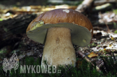 Boletus edulis