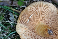 Lactarius zonarioides