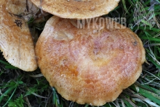 Lactarius zonarioides