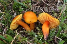 Hygrocybe quieta