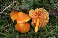 Hygrocybe quieta