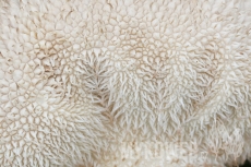 Lycoperdon caudatum