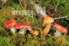 Gomphidius roseus