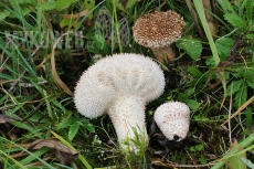 Lycoperdon caudatum