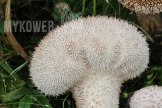 Lycoperdon caudatum