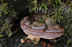 Ganoderma pfeifferi