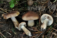 Tricholoma imbricatum