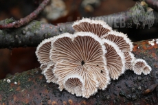 Schizophyllum commune