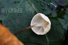 Marasmius epiphylloides