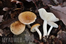 Hygrophorus arbustivus