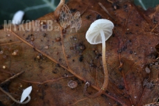 Marasmius epiphylloides