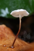 Marasmius epiphylloides