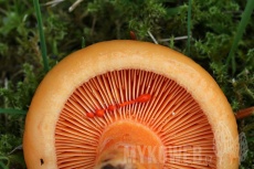 Lactarius salmonicolor