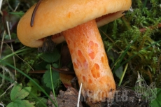 Lactarius salmonicolor