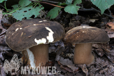 Boletus aereus