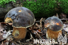 Boletus aereus