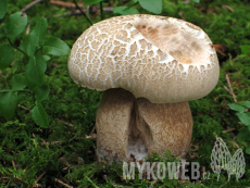 Boletus reticulatus