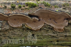 Phellinus conchatus