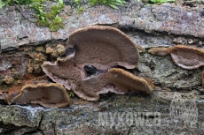 Phellinus conchatus