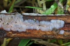 Myxarium nucleatum