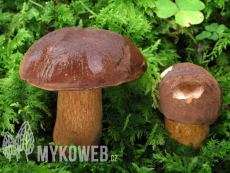 Boletus badius