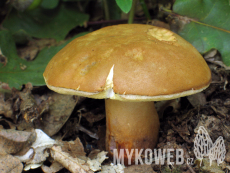 Gyroporus castaneus