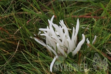 Clavaria fragilis