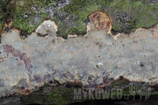 Vuilleminia comedens