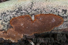 Phellinus viticola