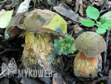 Boletus luridus