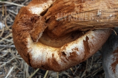 Battarrea phalloides