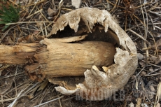 Battarrea phalloides