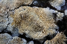 Xylodon spathulatus