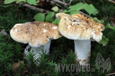 Tricholoma apium